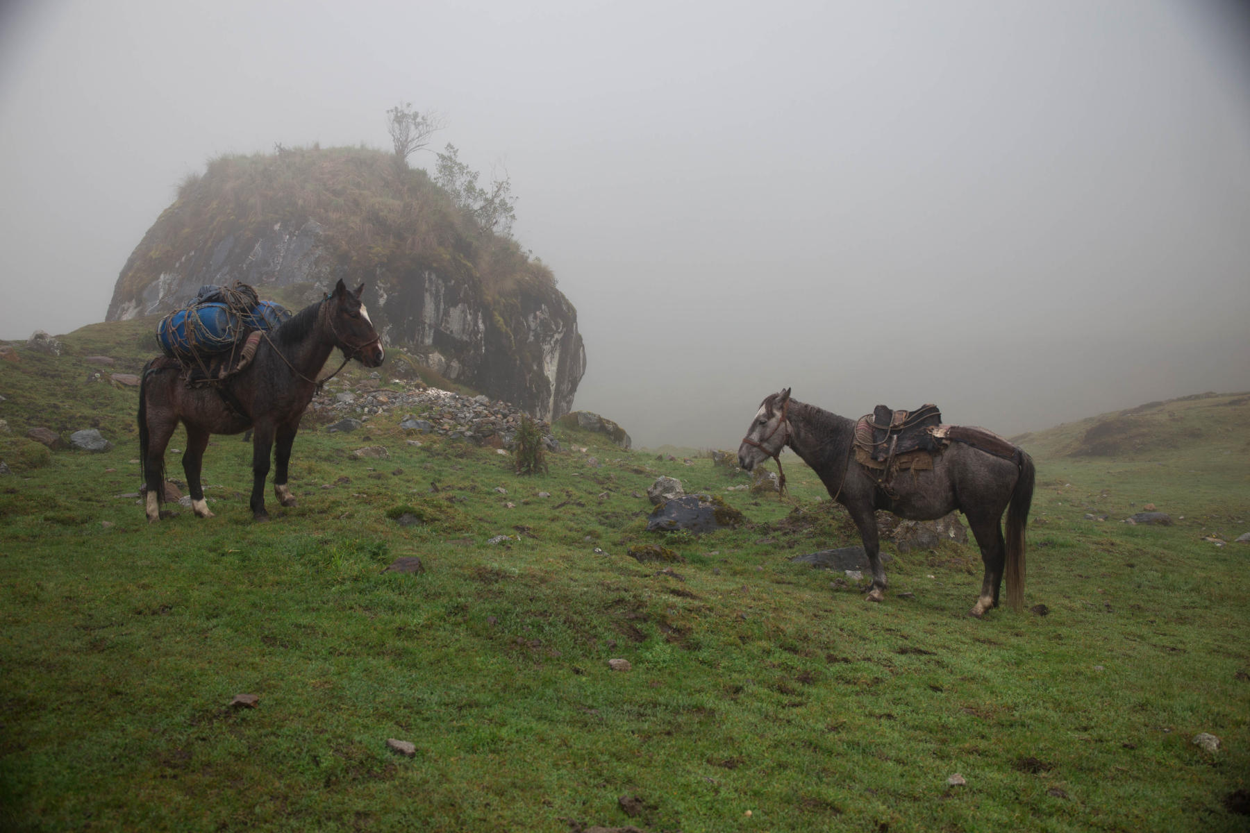 Donkeys on the Salkantay Trail-Peru