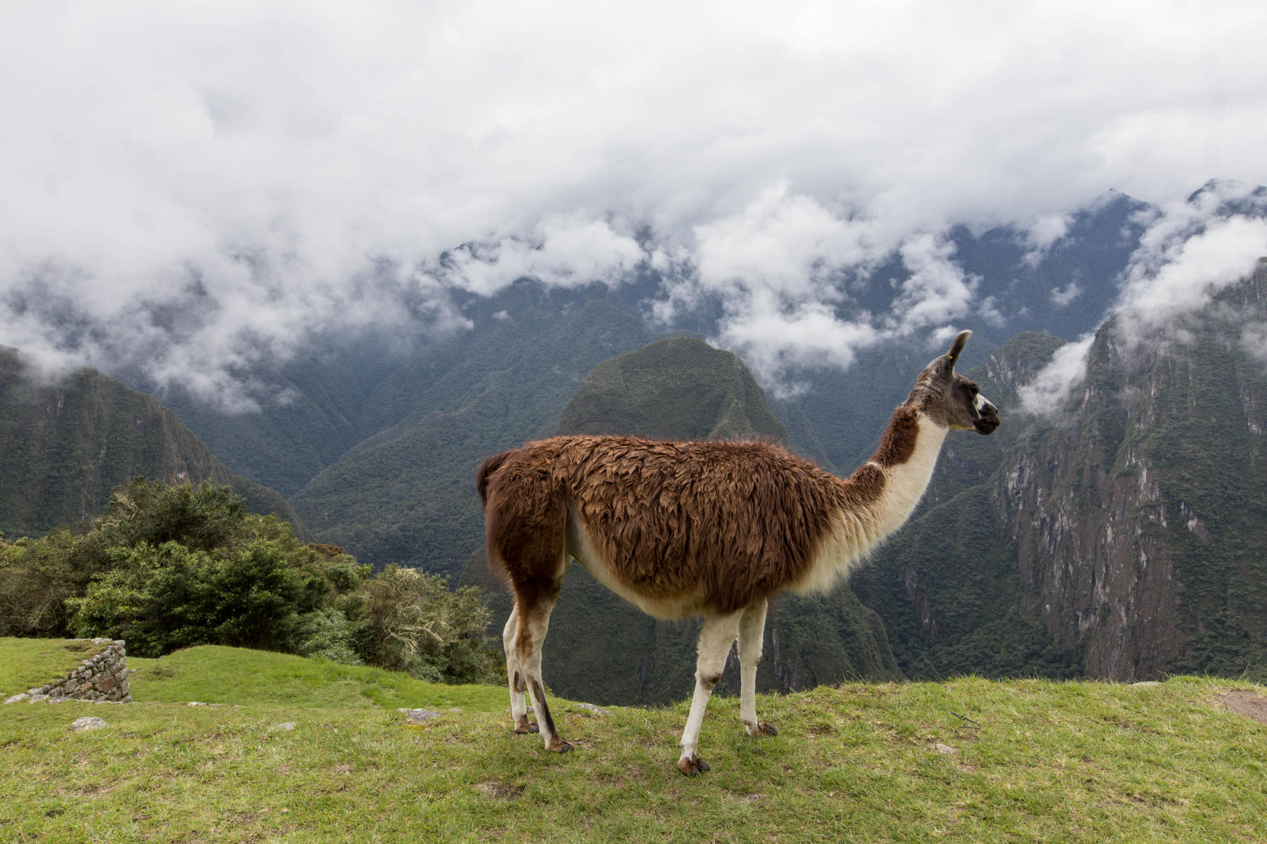 Llama on Machu Picchu